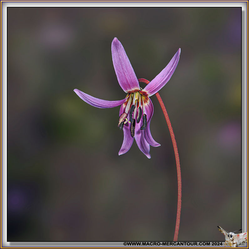 Erythrone dent de chien